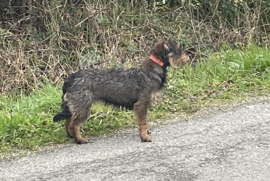 Fundmeldung Hund  Unbekannt Chaumes-en-Retz Frankreich