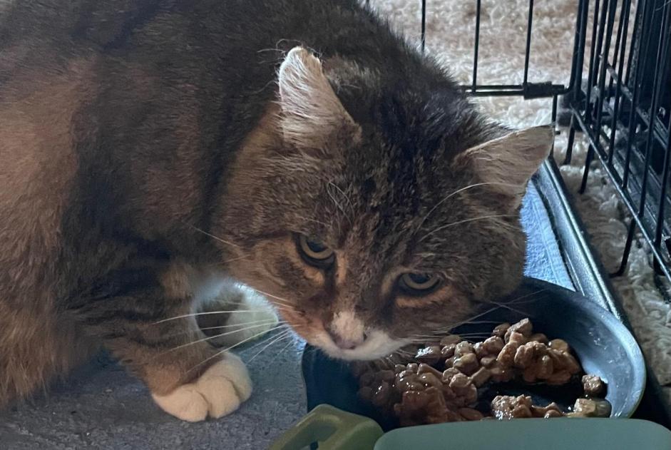 Fundmeldung Katze rassenmischung Männliche Pont-la-Ville Schweiz