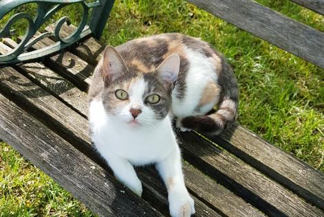 Vermisstmeldung Katze Weiblich , 9 jahre Neuvicq-le-Château Frankreich