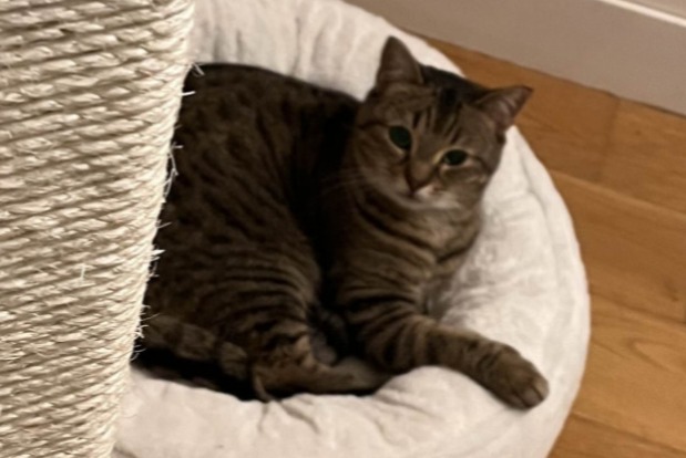 Vermisstmeldung Katze Weiblich , 9 jahre Neuilly-sur-Seine Frankreich