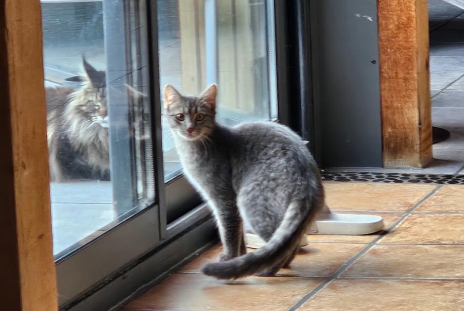 Vermisstmeldung Katze  Weiblich , 1 jahre Fully Schweiz