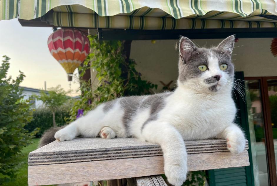 Vermisstmeldung Katze rassenmischung Weiblich , 3 jahre Collombey-Muraz Schweiz