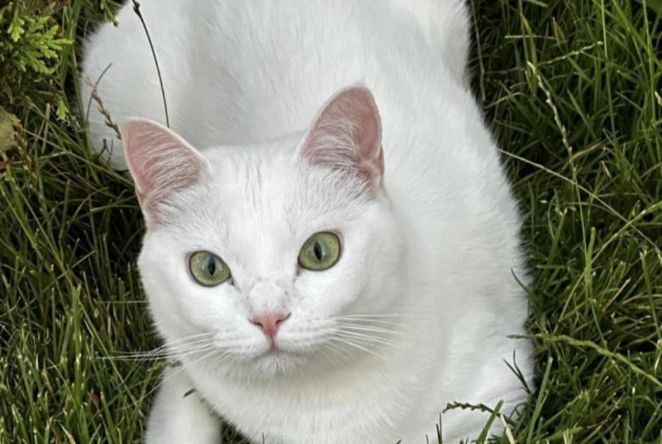 Vermisstmeldung Katze Weiblich , 3 jahre Tremblay-en-France Frankreich