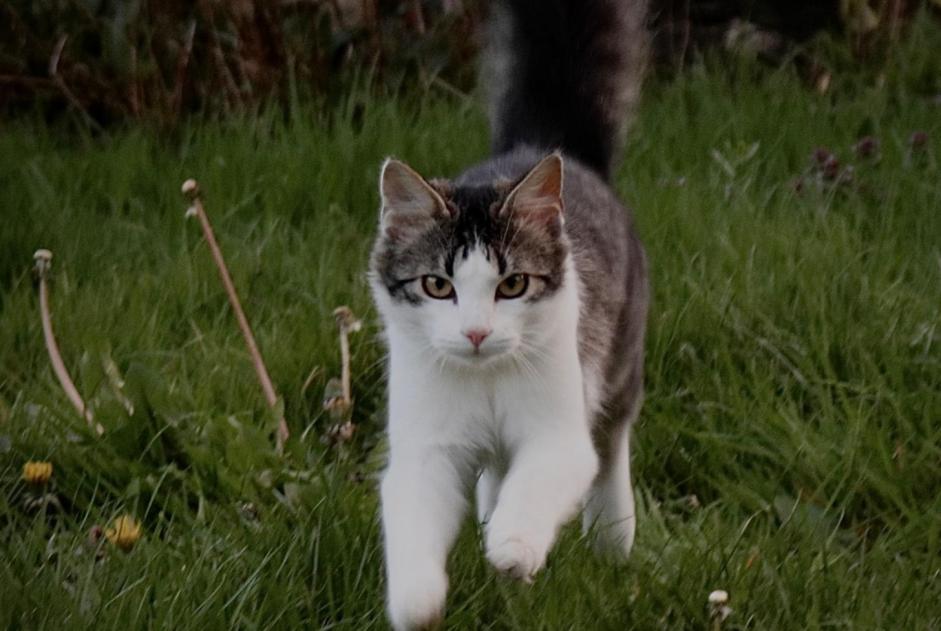 Vermisstmeldung Katze rassenmischung Männliche , 3 jahre Ploubazlanec Frankreich