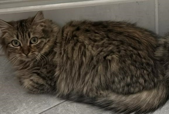 Vermisstmeldung Katze  Weiblich , 1 jahre Portes-lès-Valence Frankreich