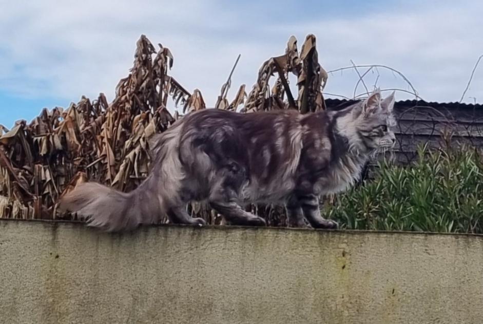 Vermisstmeldung Katze  Weiblich , 6 jahre Falleron Frankreich