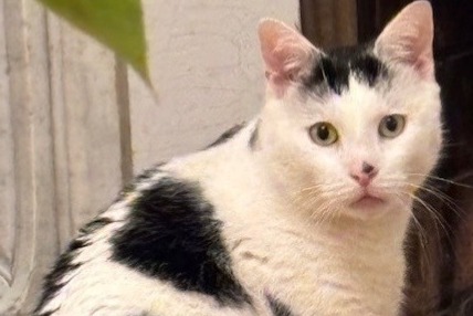 Vermisstmeldung Katze rassenmischung Männliche , 4 jahre Asnières-sur-Seine Frankreich