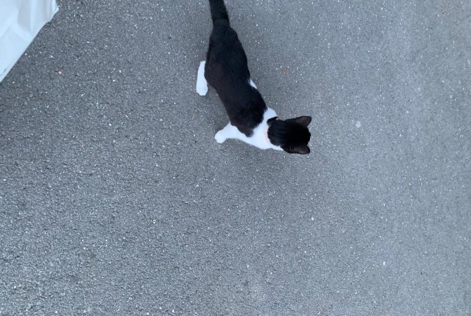 Discovery alert Cat  Unknown Aigle Switzerland