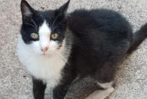 Disappearance alert Cat Female , 17 years Sète France