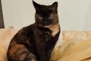 Disappearance alert Cat  Female , 11 years Perpignan France