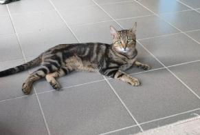 Disappearance alert Cat Male , 3 years Bully-les-Mines France