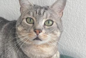 Disappearance alert Cat Male , 6 years Ecublens Switzerland