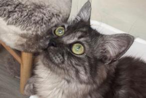 Disappearance alert Cat  Male , 7 years Rochefort-Samson France