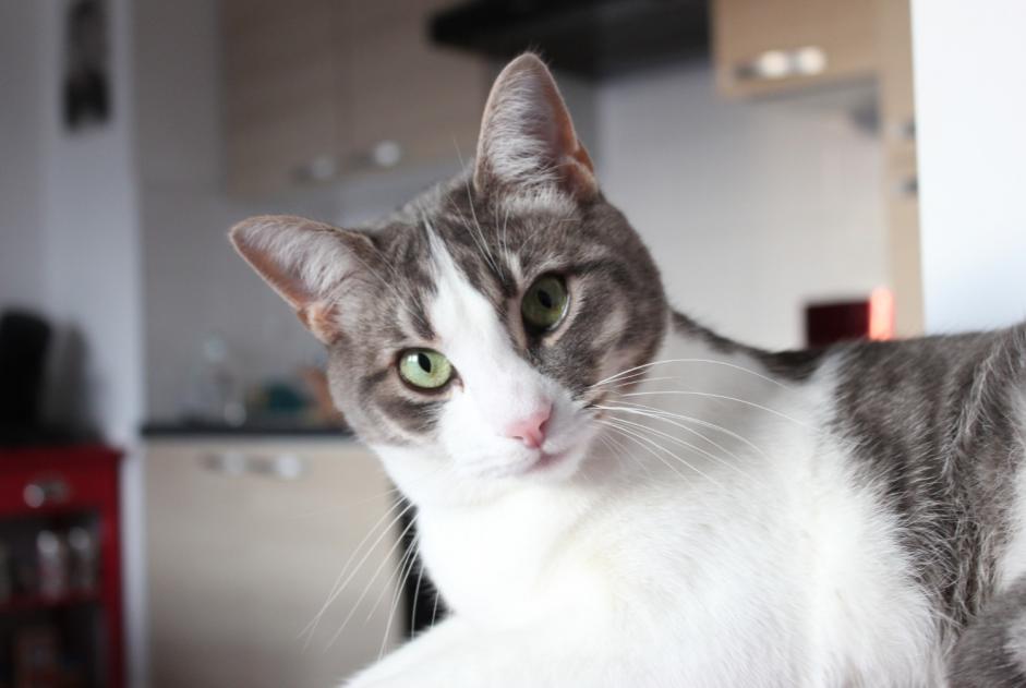 Disappearance alert Cat Male , 9 years Hanvec France