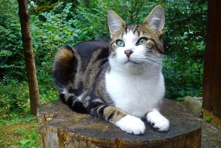 Disappearance alert Cat miscegenation Female , 13 years Le Mouret Switzerland