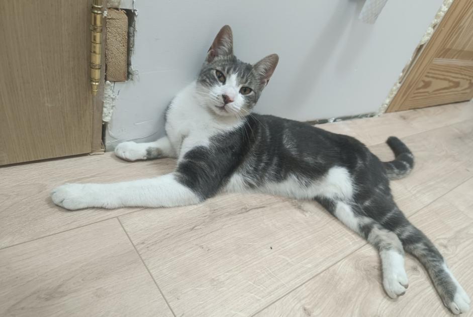 Disappearance alert Cat miscegenation Male , 2 years La Louvière Belgium