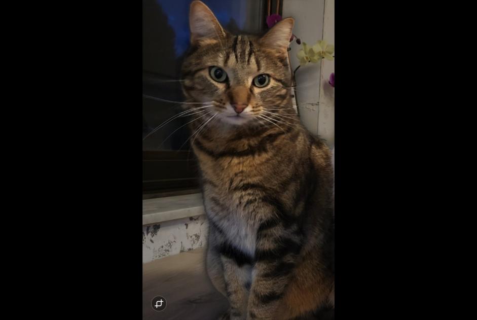 Disappearance alert Cat  Male , 3 years Nandrin Belgium