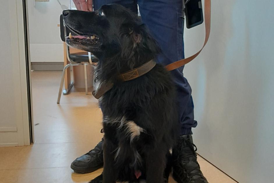 Discovery alert Dog  Male , 8 years Châtillon-Coligny France