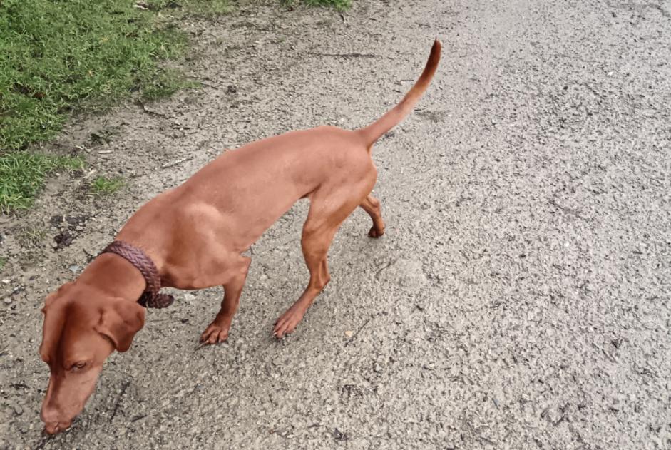 Discovery alert Dog  Male Auray France