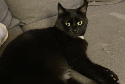 Alerta de Desaparición Gato  Hembra , 8 años Soignies Bélgica