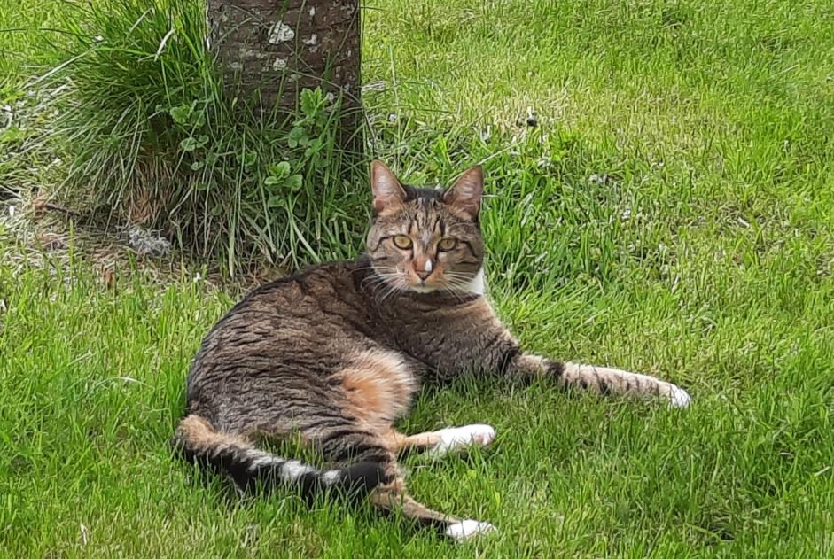 Alerta de Desaparición Gato cruce Hembra , 5 años Marigny-l'Église Francia