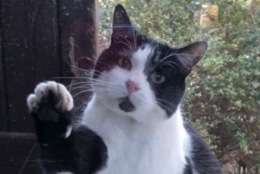 Alerta de Desaparición Gato Macho , 7 años Agde Francia