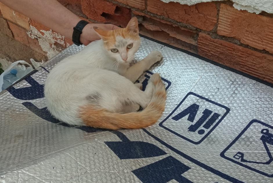 Alerta de Desaparición Gato Hembra , 4 años Murcia España