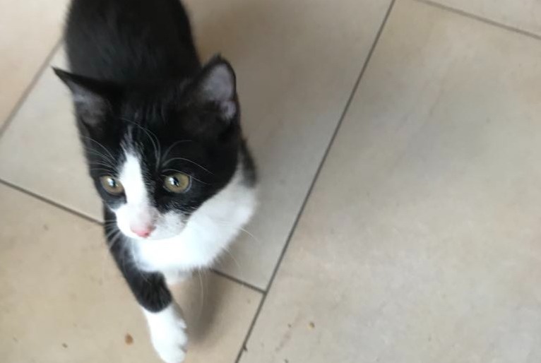 Alerta de Desaparición Gato Hembra , 1 años Ans Bélgica