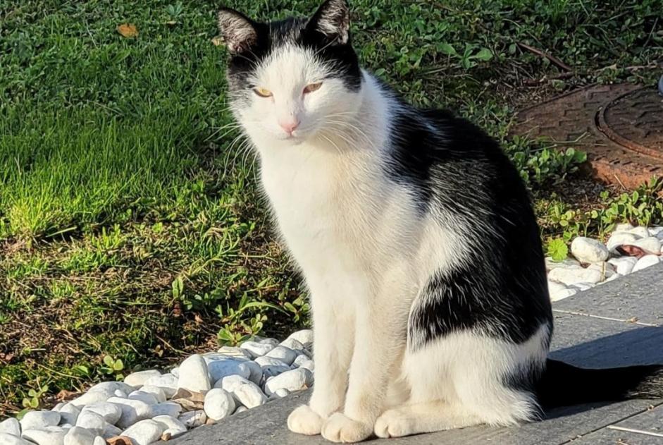 Alerta de Desaparición Gato  Macho , 5 años Saint-Philbert-de-Bouaine Francia