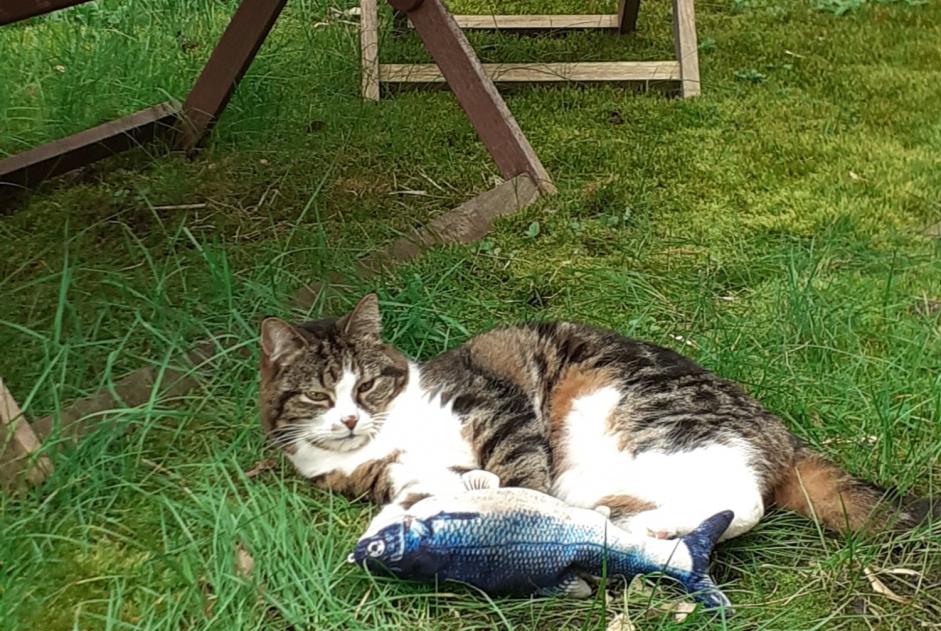 Alerta de Desaparición Gato Macho , 14 años Awans Bélgica