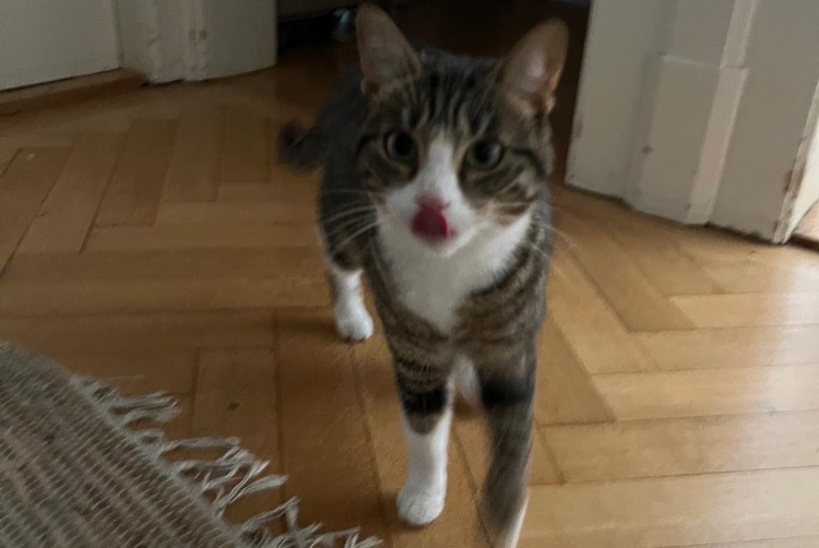 Alerta de Desaparición Gato Hembra , 2 años Freiburg Suiza