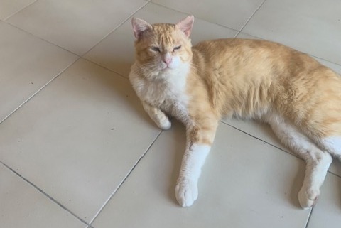 Alerta de Desaparición Gato  Macho , 1 años Épône Francia