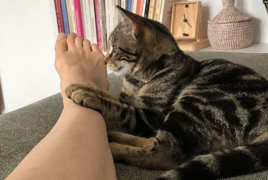 Alerta de Desaparición Gato cruce Hembra , 3 años Lausanne Suiza