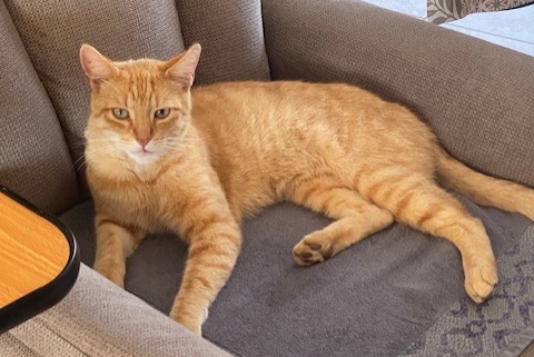 Alerta de Desaparición Gato  Macho , 6 años Tergnier Francia