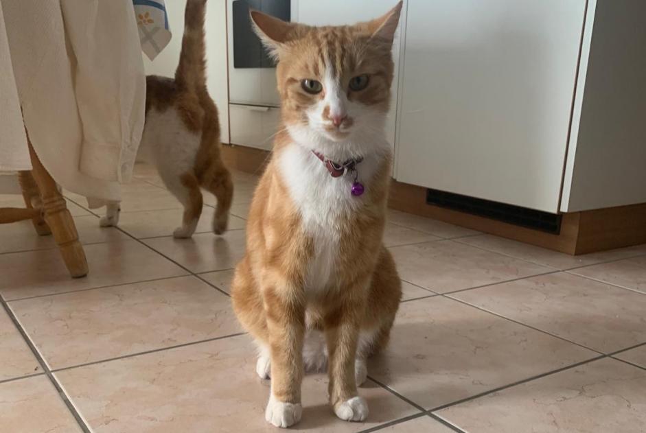 Alerta de Desaparición Gato Macho , 5 años Châtel-Saint-Denis Suiza