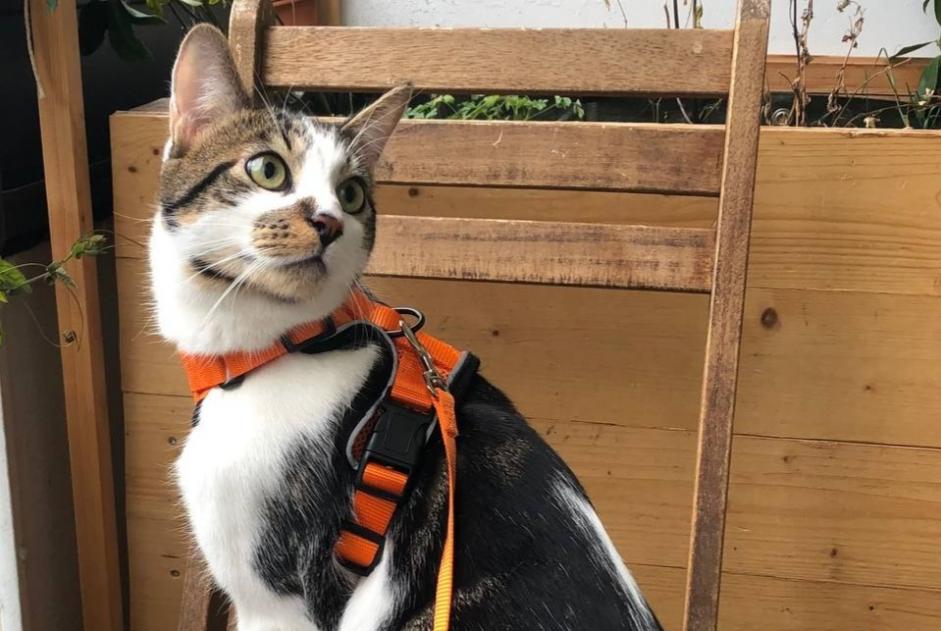 Alerta de Desaparición Gato  Macho , 1 años Genève Suiza