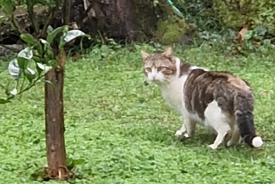 Alerta de Hallazgo Gato Desconocido Sisco Francia