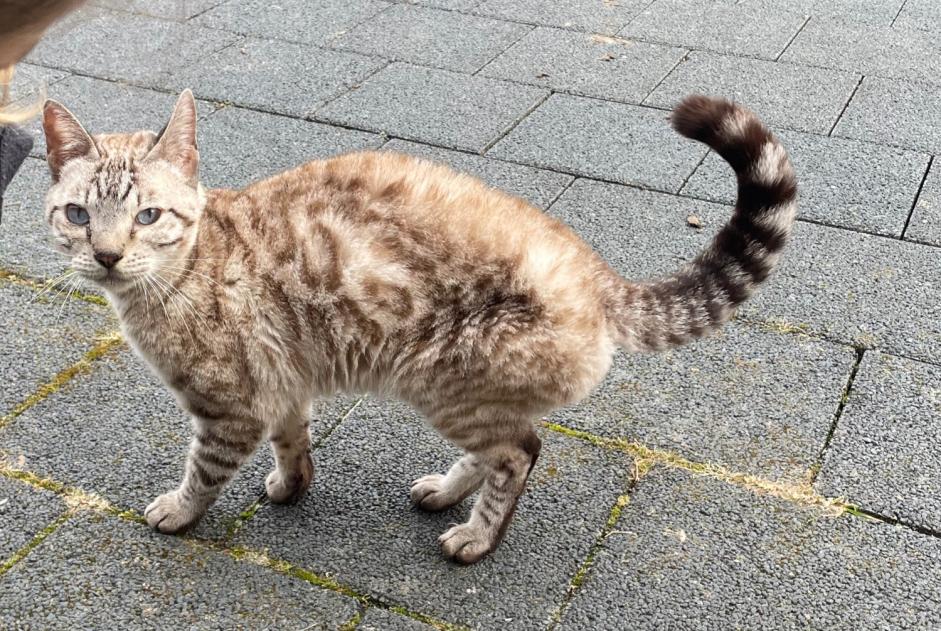 Alerta de Hallazgo Gato cruce Hembra Payerne Suiza