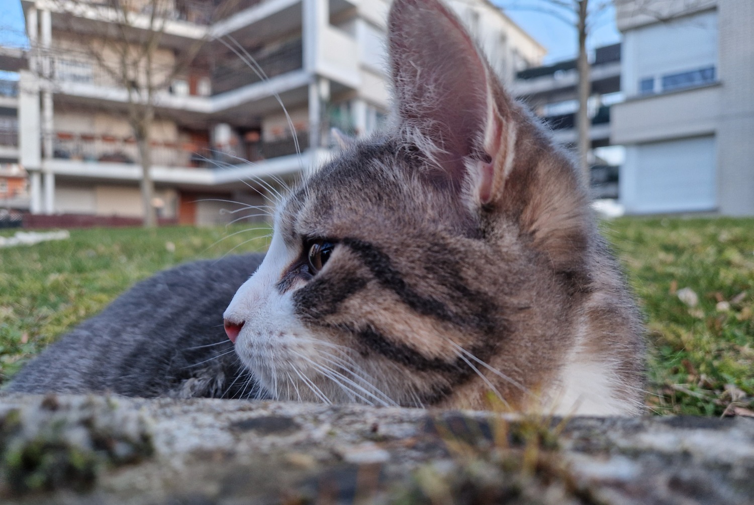 Alerta de Hallazgo Gato Macho , 2025 años Créteil Francia