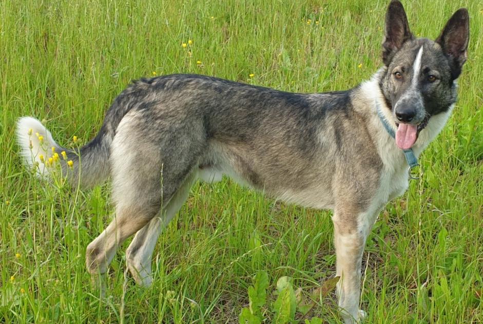 Alerta de Desaparición Perro cruce Macho , 6 años Colombies Francia