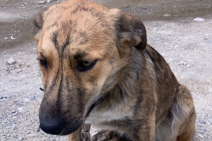 Alerta de Desaparición Perro cruce Hembra , 2 años Châteauroux-les-Alpes Francia