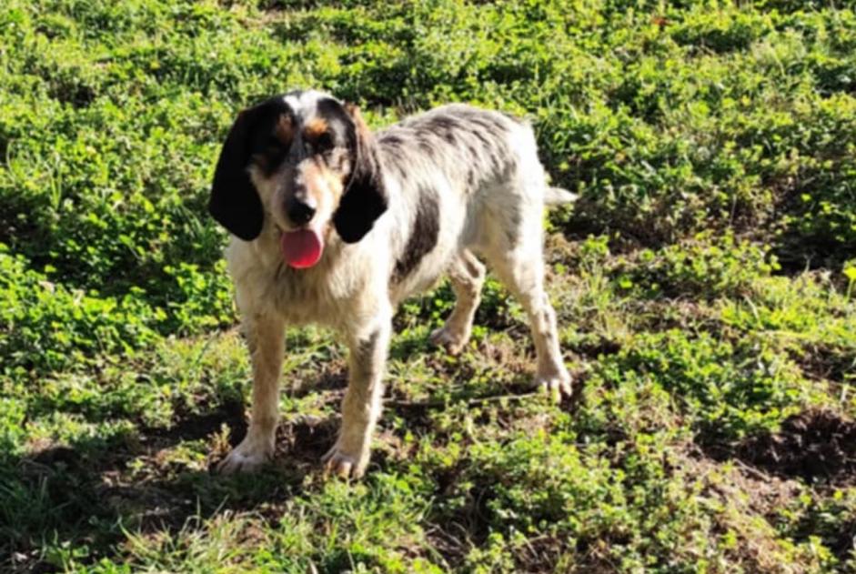 Alerta de Hallazgo Perro Macho Poudenas Francia