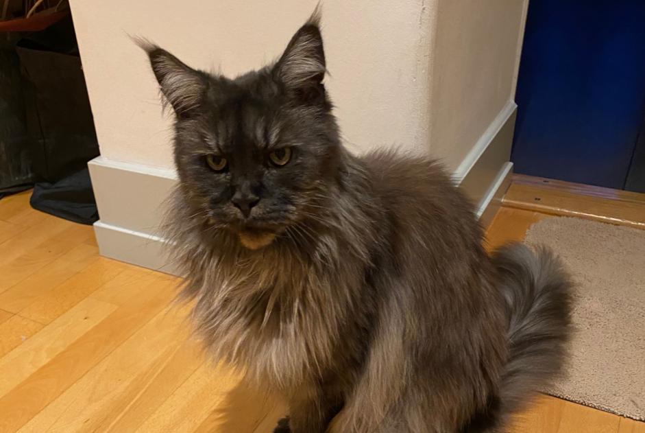 Alerte Disparition Chat  Femelle , 16 ans Genève Suisse