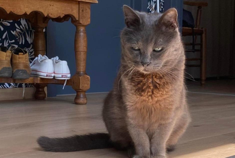 Alerte Disparition Chat croisement Mâle , 12 ans Quévy Belgique