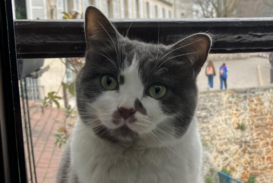 Alerte Disparition Chat Femelle , 6 ans Jávea Espagne