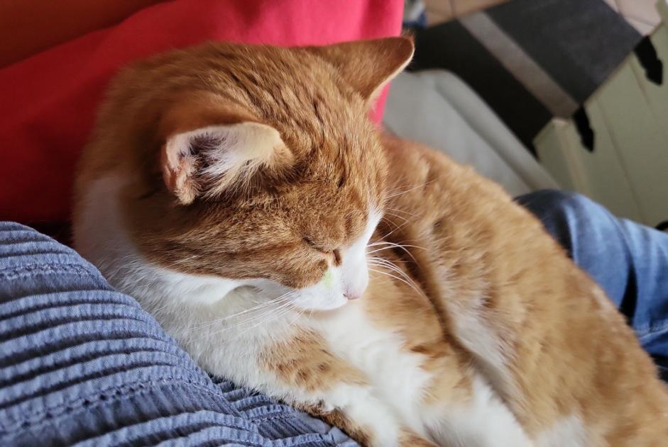 Alerte Disparition Chat  Mâle , 2 ans Senarclens Suisse