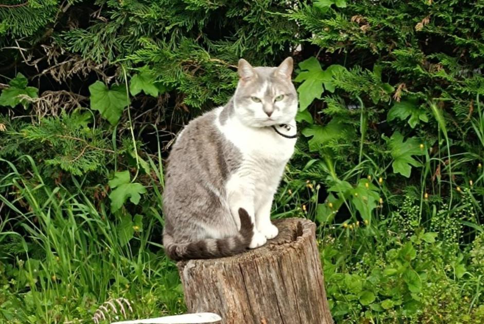 Alerte Disparition Chat  Femelle , 7 ans Lempdes France