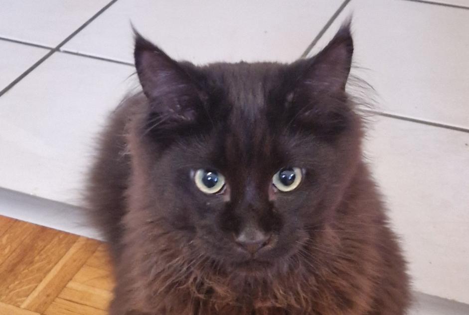 Alerte Disparition Chat Mâle , 1 ans Grandson Suisse