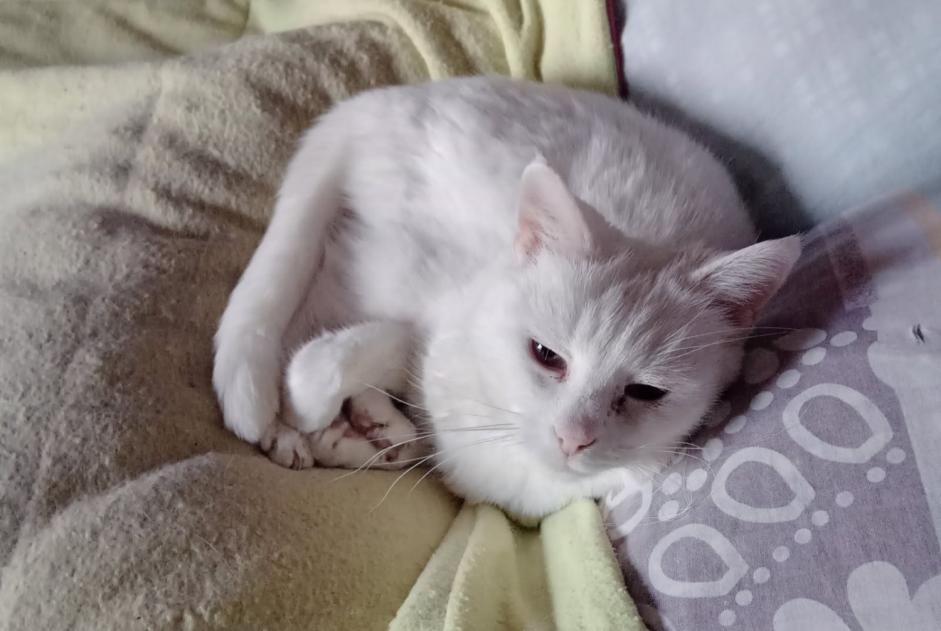 Alerte Disparition Chat Femelle , 10 ans Mommenheim France