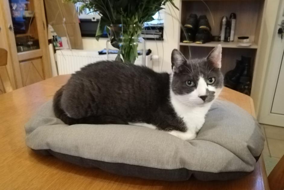 Alerte Disparition Chat  Mâle , 10 ans Liège Belgique